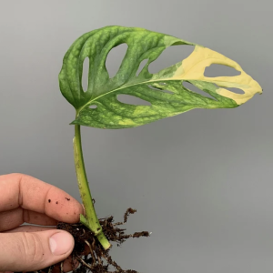 Swiss Cheese Plant Clipping